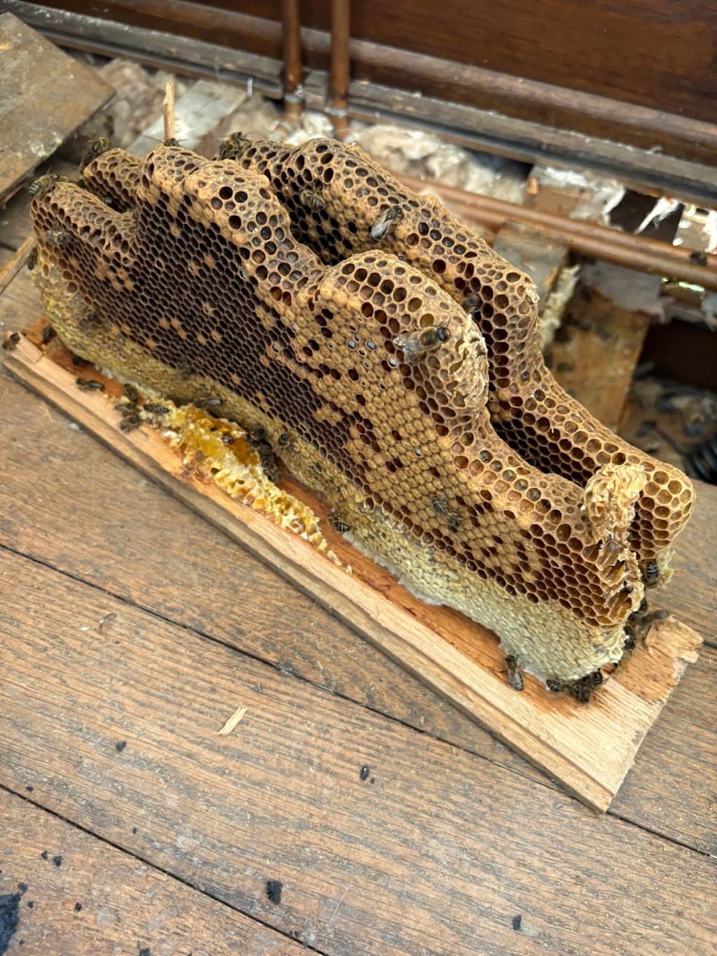 Beeyond Pest Control & Live Bee Removal