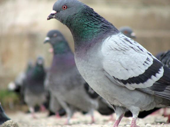 Prevention Pest Control
