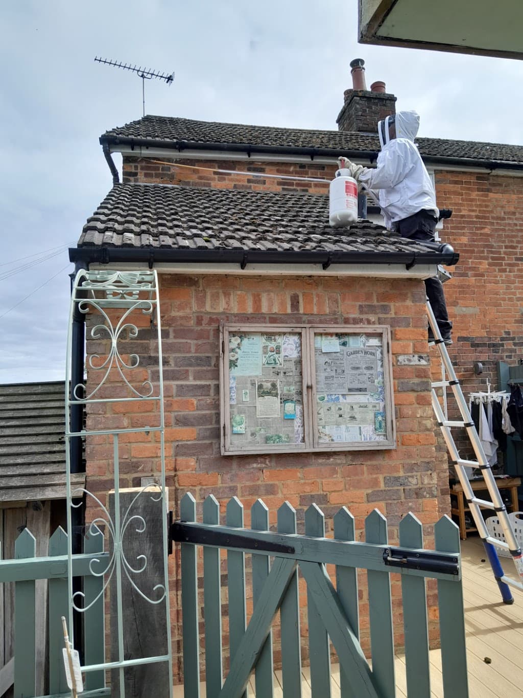 Wasp Nest Removal