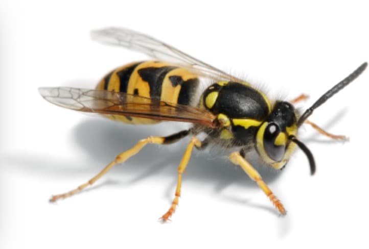 ACE PEST CONTROL - NORFOLK