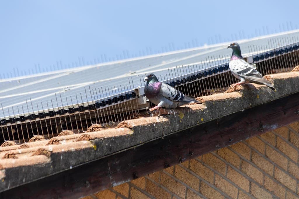 Cardiff Pest Control Limited