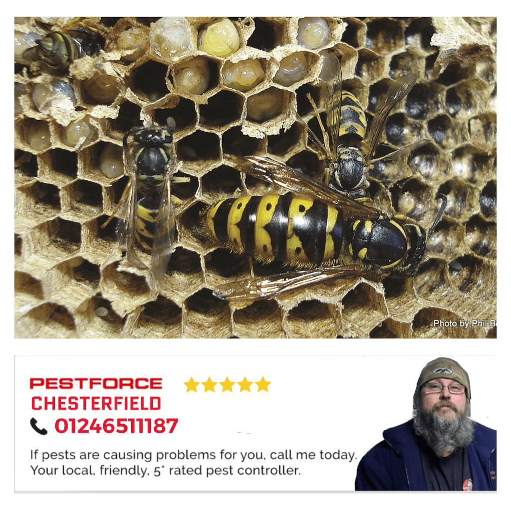 Pestforce Pest Control Chesterfield