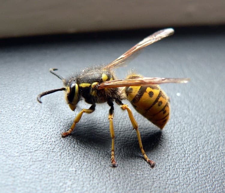 BMS Pest Control