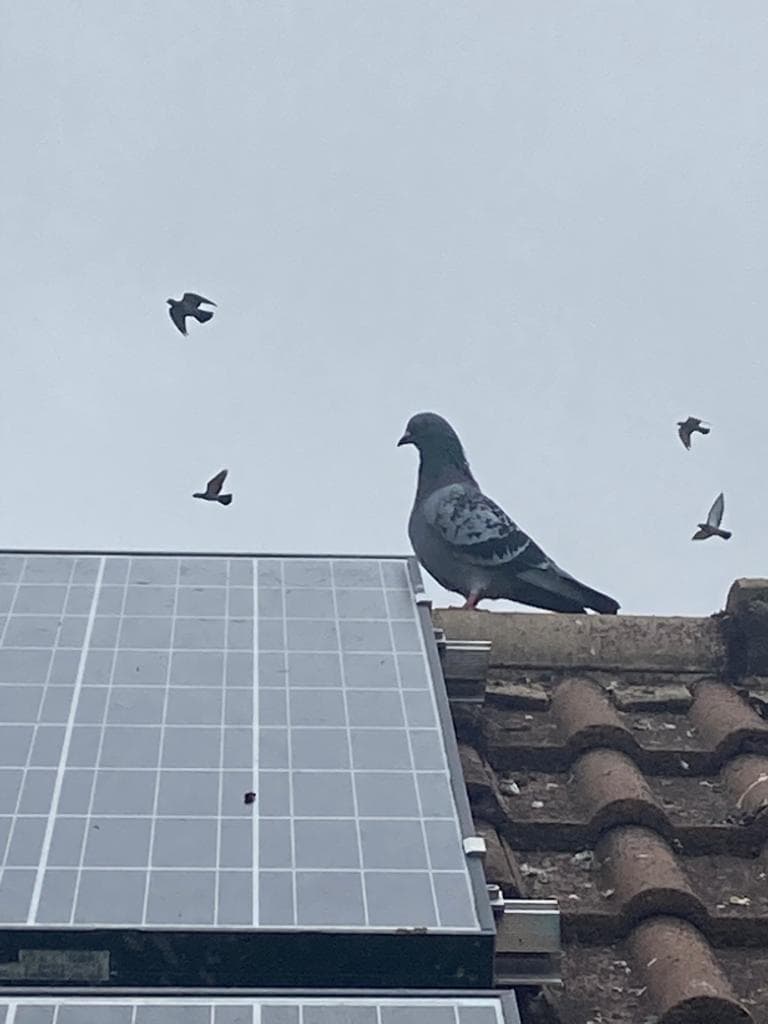 Best Pest Control