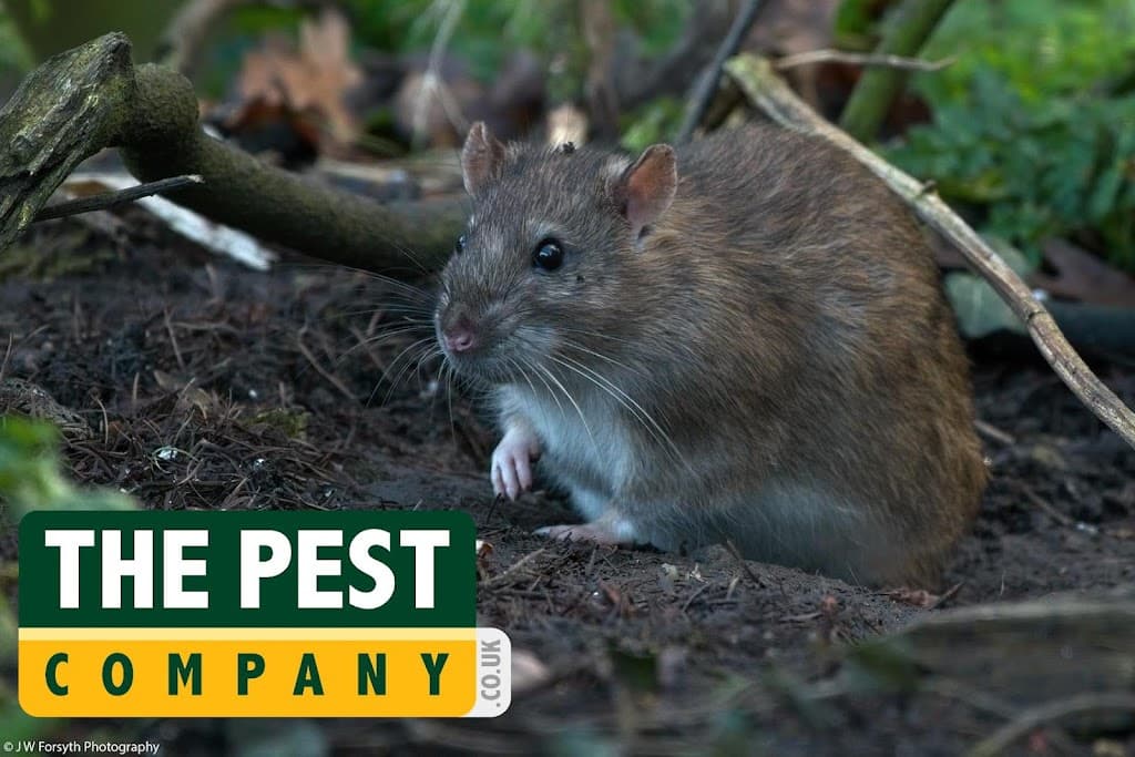 The Pest Company - Leeds