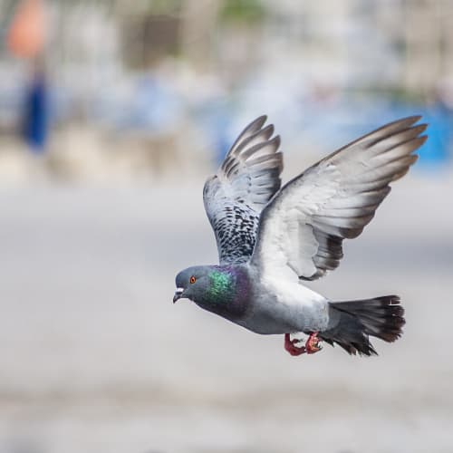 Cambridge Pest Control Pros