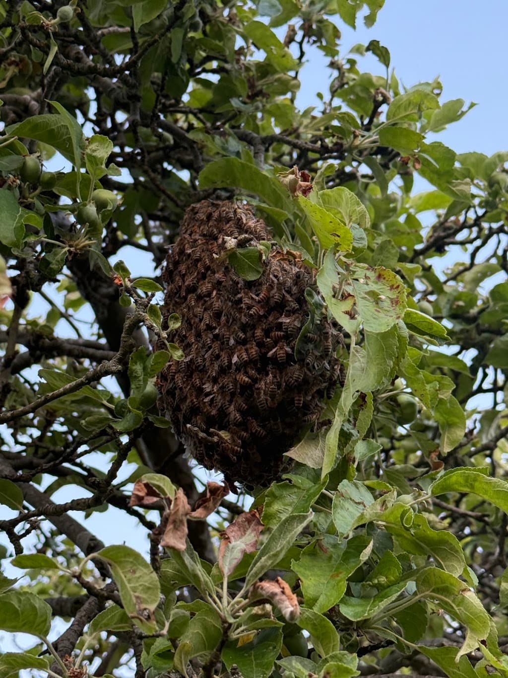 North Eagle Pest Control