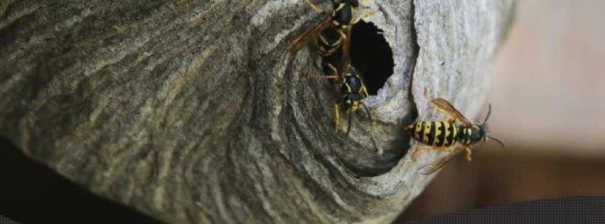 MNS Pest Control Services