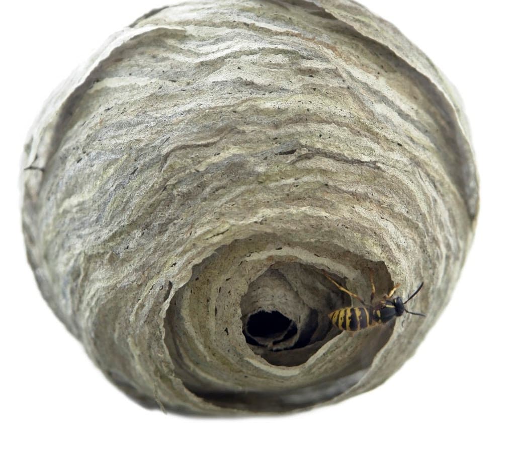 Bridgnorth Pest Control