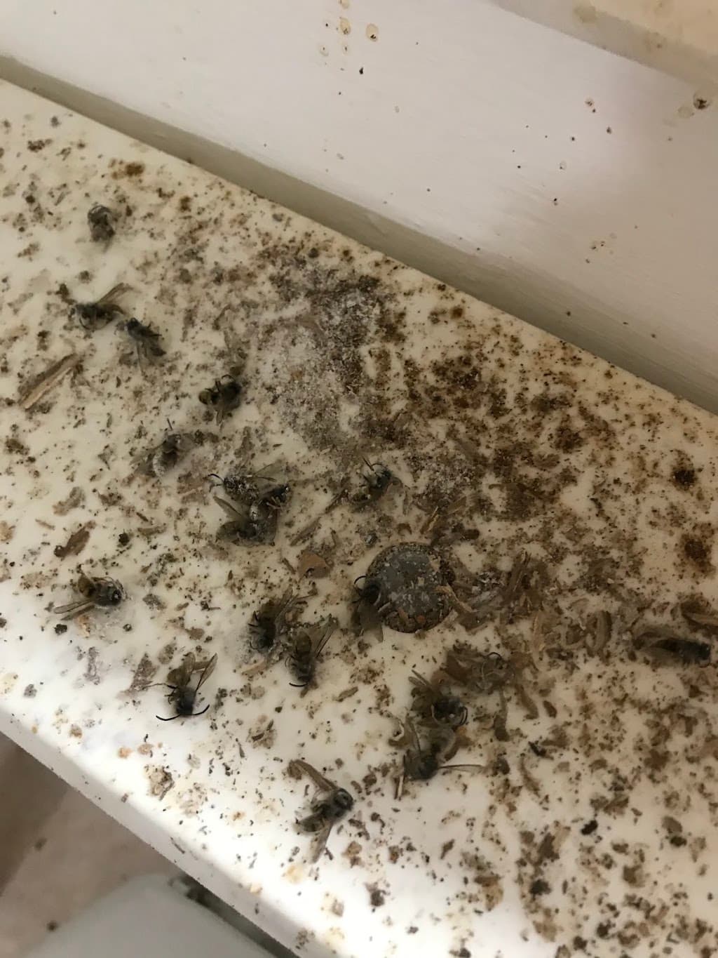 Elimination Pest Control