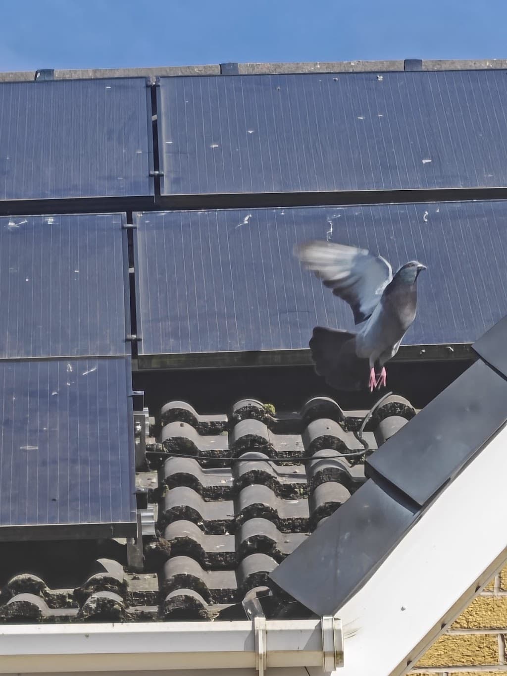 Flytech Pest Control Lisburn