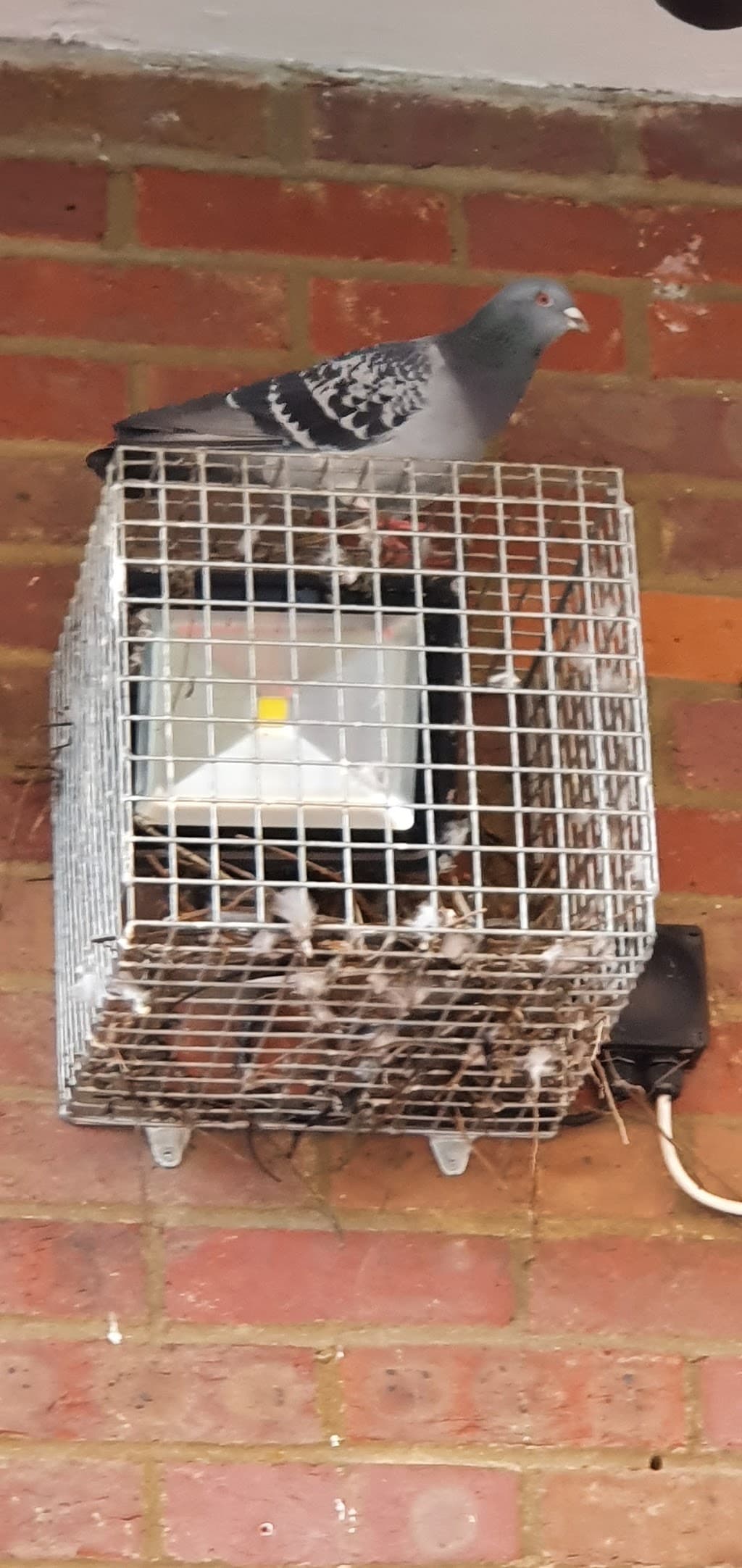 Area Pest Control UK Ltd