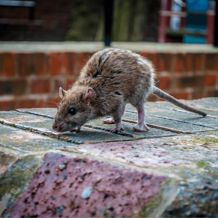 Day2Day Pest Control 24/7 Harwich/Clacton-on-Sea Tendring area/ Colchester/Suffolk