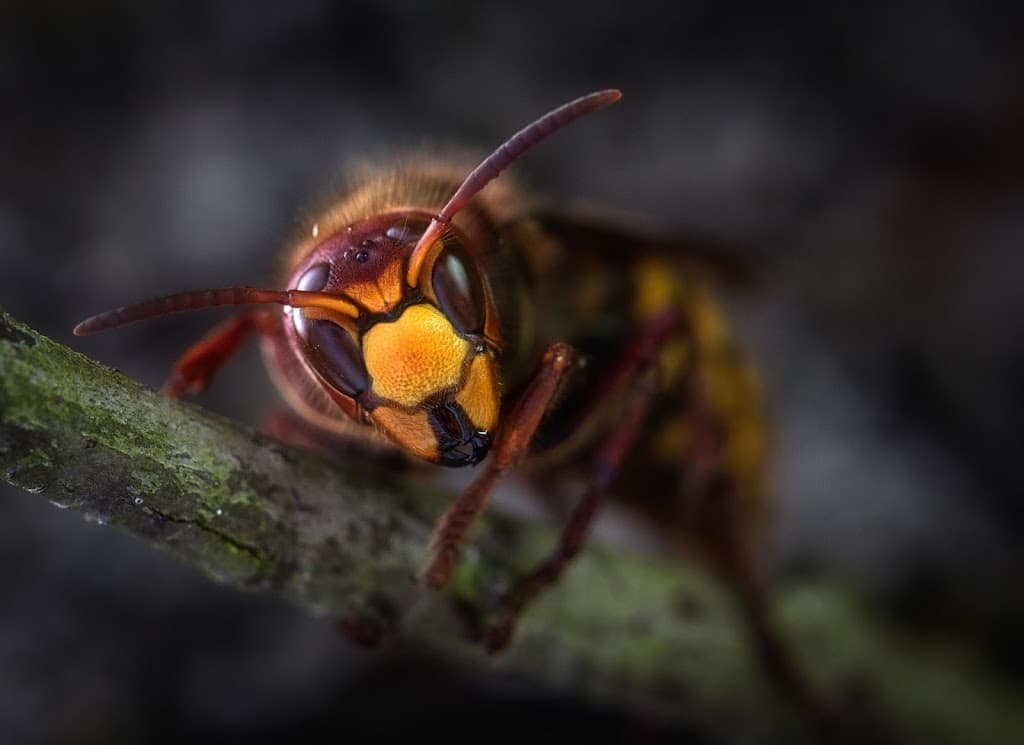 First Pest Control