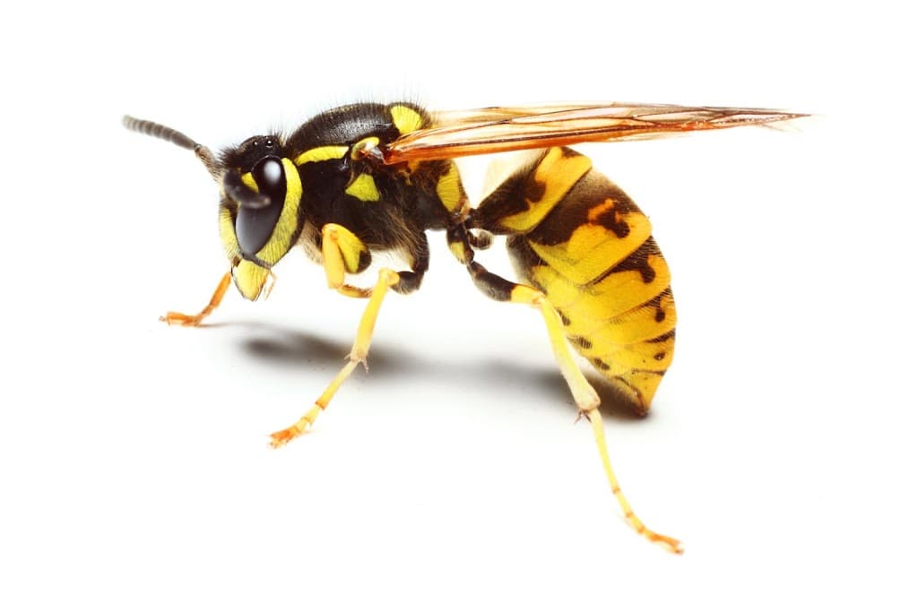 Minus Pest Control Inverurie