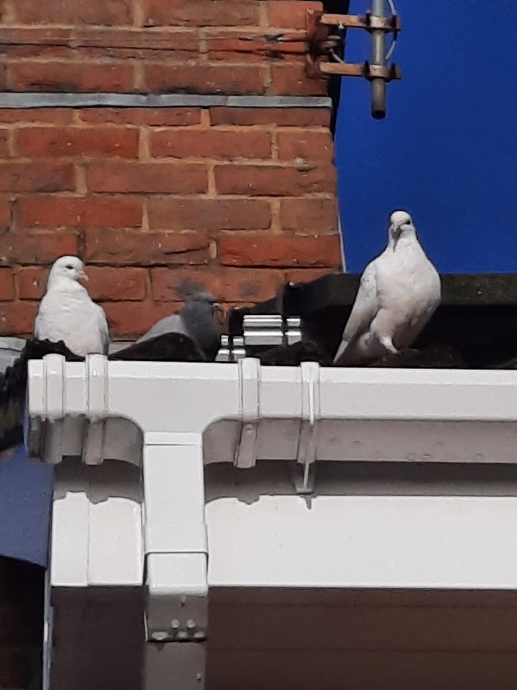 All Aspects Pest Control Ltd