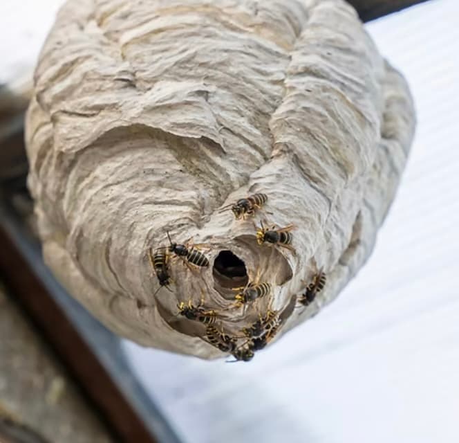 Pest-Clear Dorset