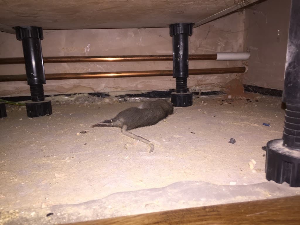 Derbyshire Pest Management Professionals