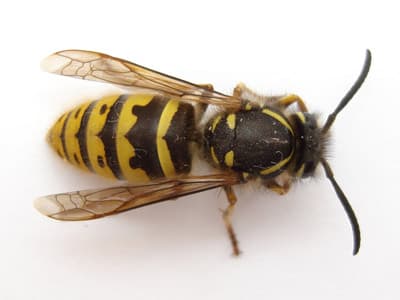 Pest Solutions Oxfordshire Ltd