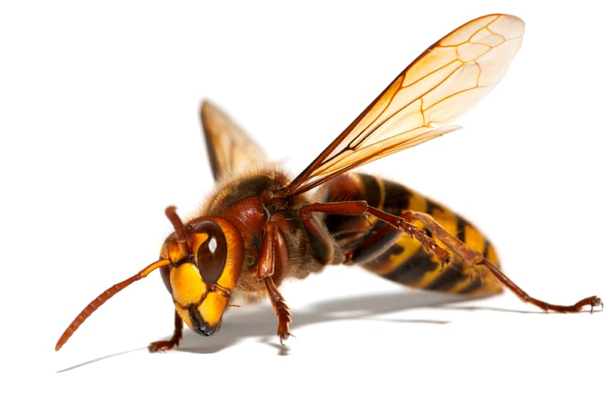 APC Pest Control - Norwich