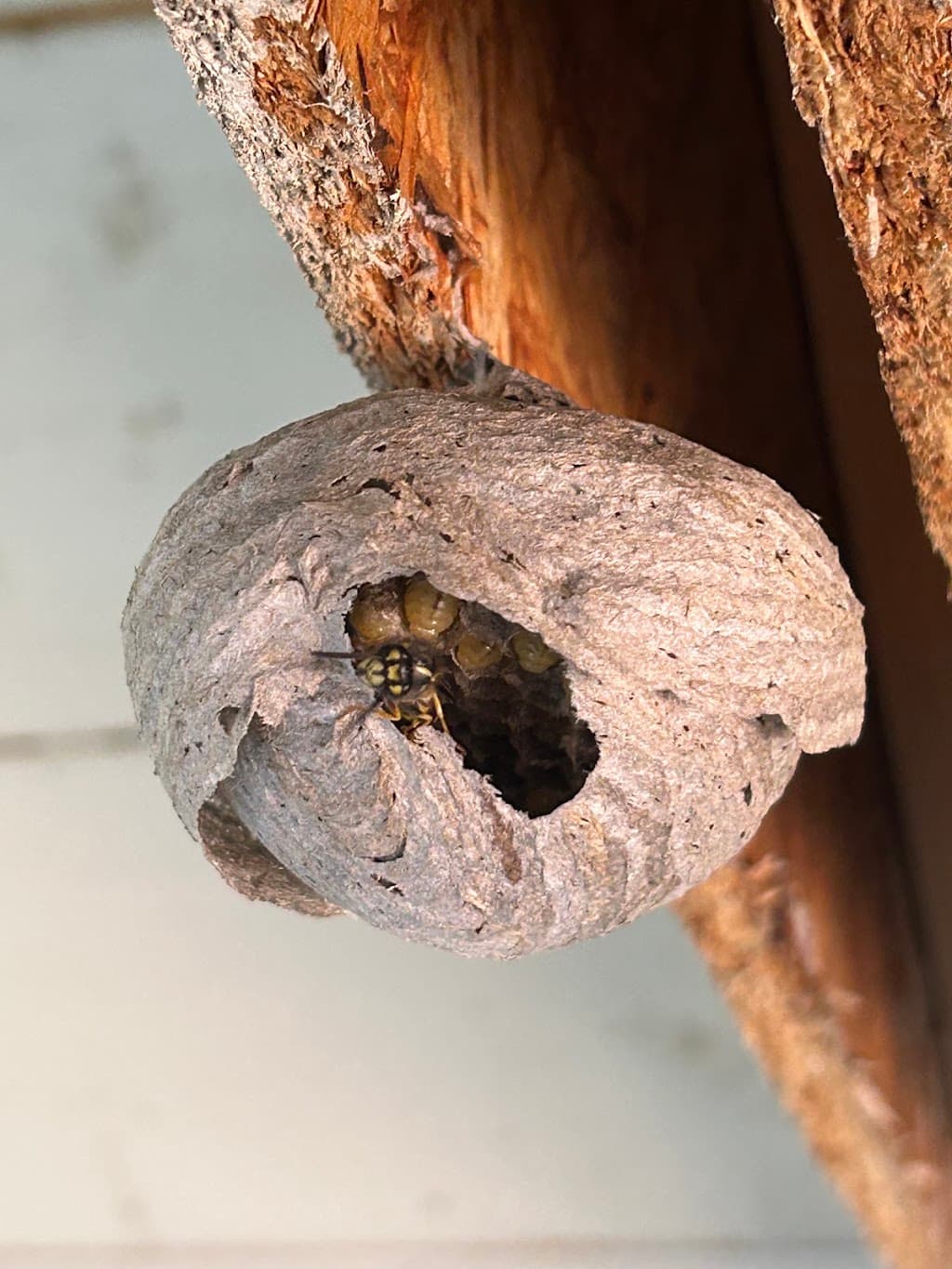 Musca Pest Management Services