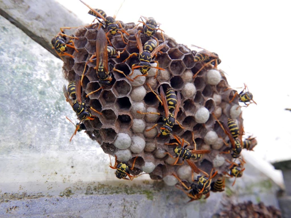 24 Hour Pest Control Limited