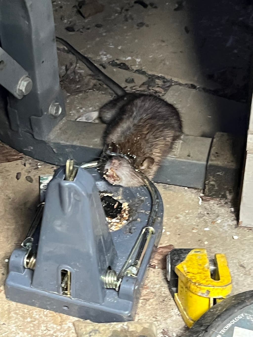 DEBEN PEST SOLUTIONS