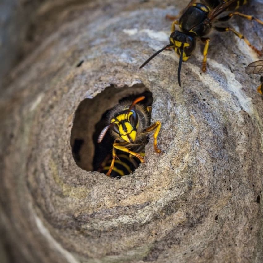 Derby Pest Control Service