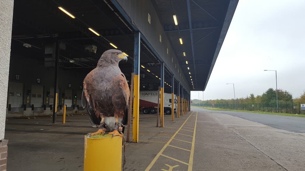 Hawkflyer Bird & Pest Control