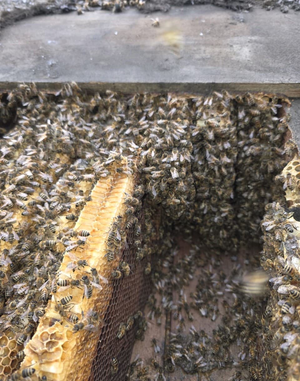 East Riding Pest Management
