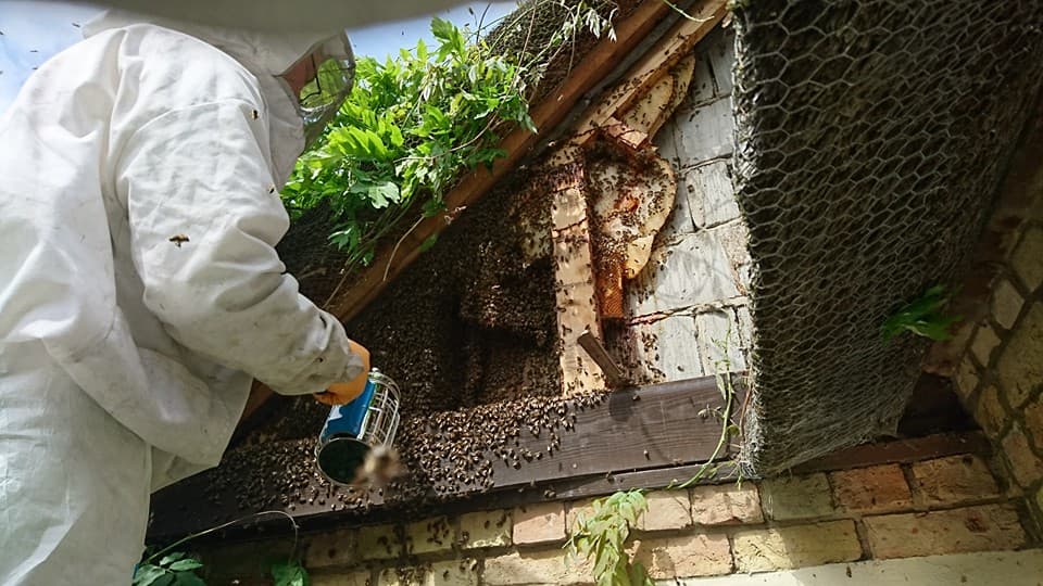 SK Ward Pest Control Ltd