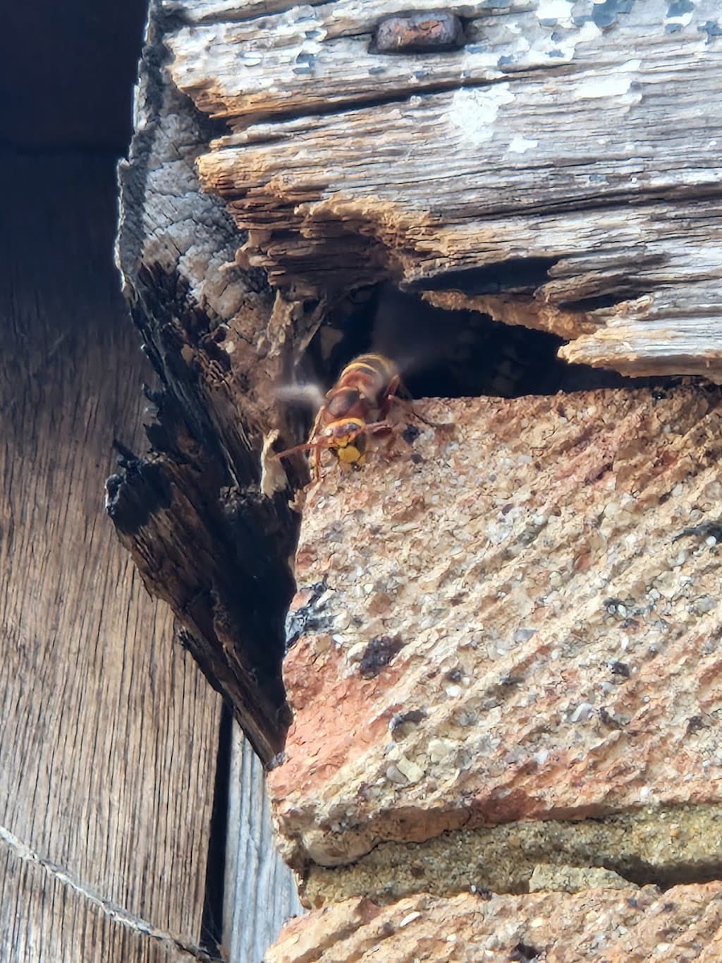 Local Pest Control Ltd