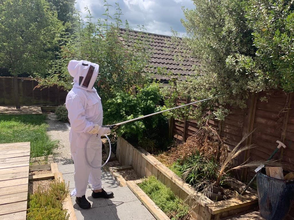 Wiltshire Wasp Nest Removal
