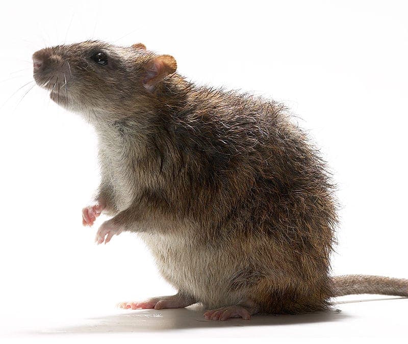 North East Scotland pest control