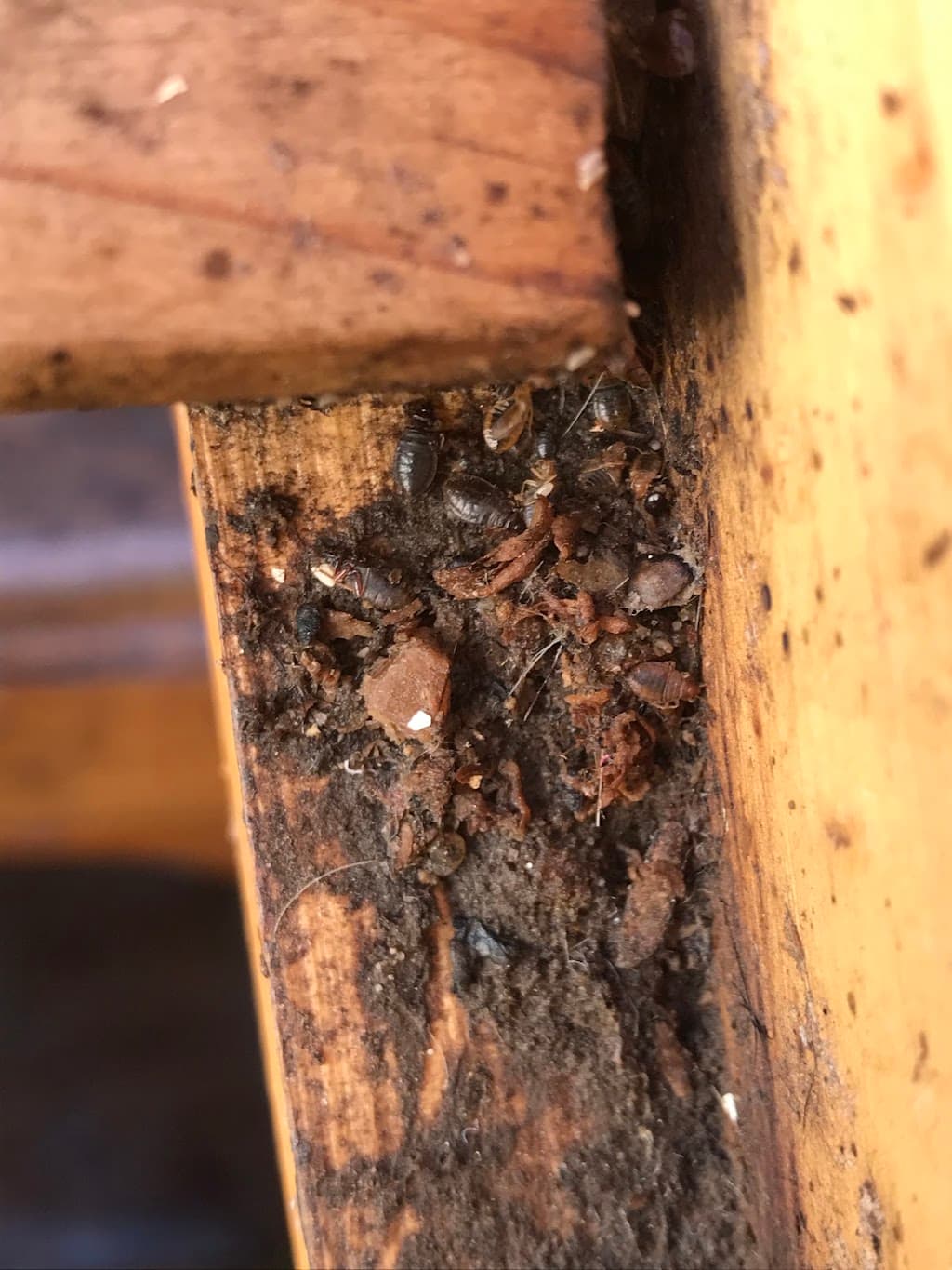 Malum (Southern) Pest & Bird Control LTD.