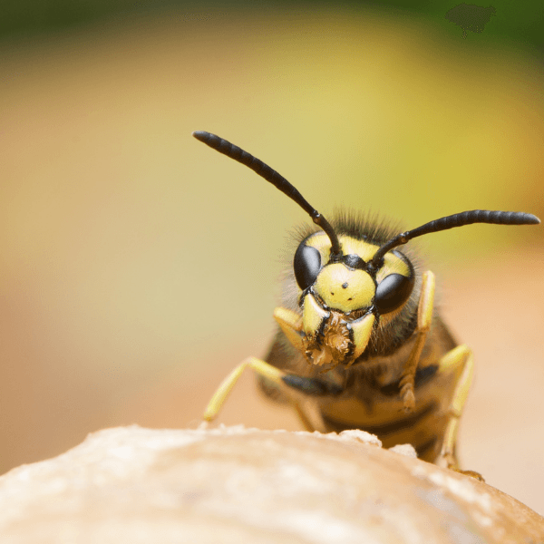 Pest Control Berkshire