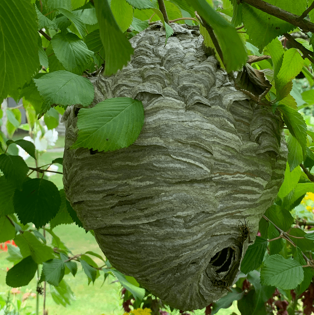A1 Pest Management: professional technicians