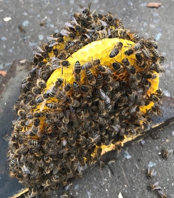 DALPEST Pest Solutions