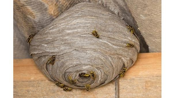 Clearway Pest Control Services