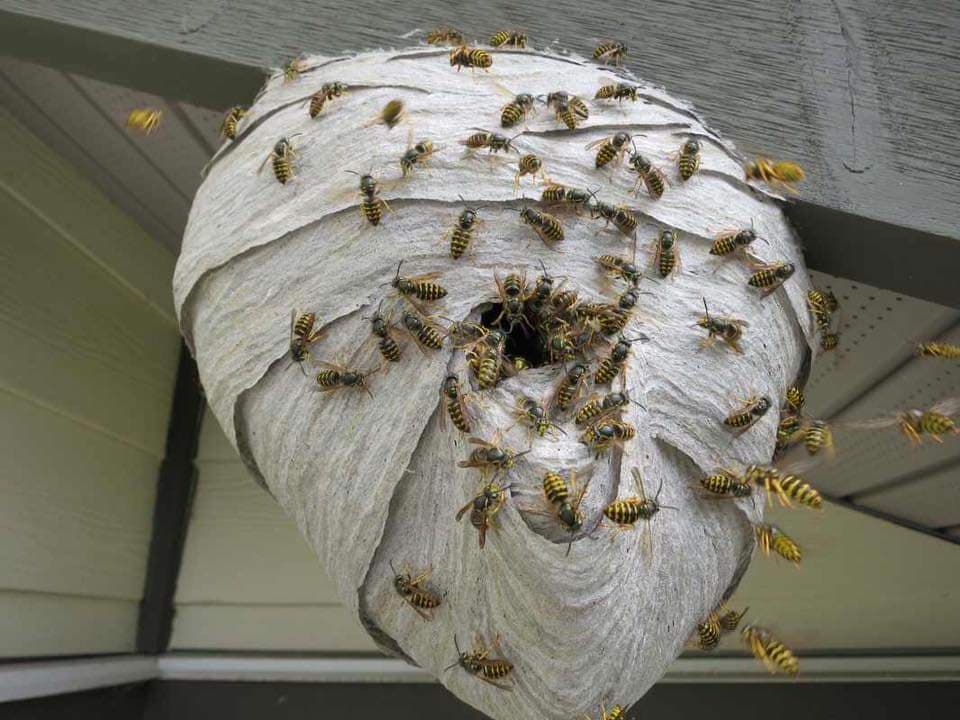 Pestek Pest Control