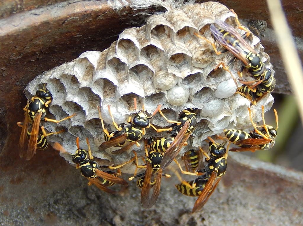 Pest Off - Pest Control - Norwich