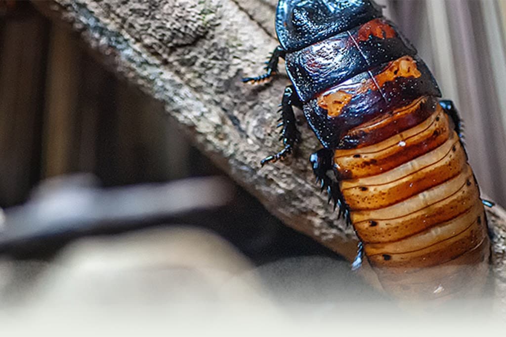 Town & Country Pest Control