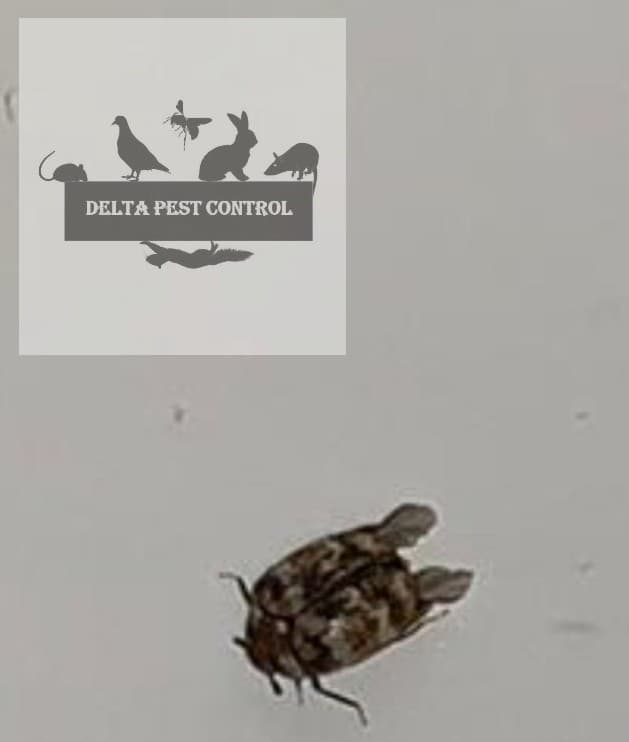 Delta Pest Control