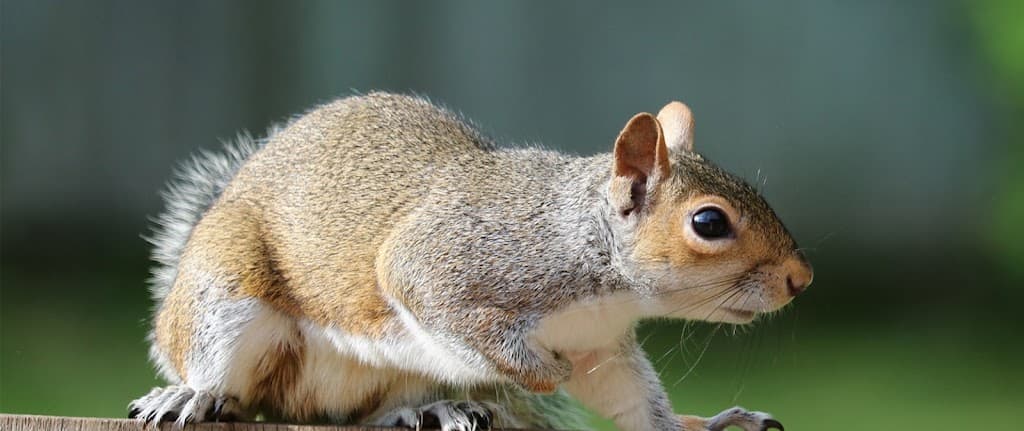 Cambridge Pest Management