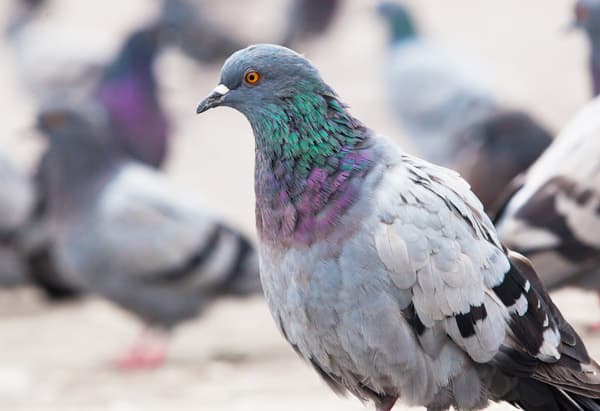 SDF Bird Proofing Services Limited