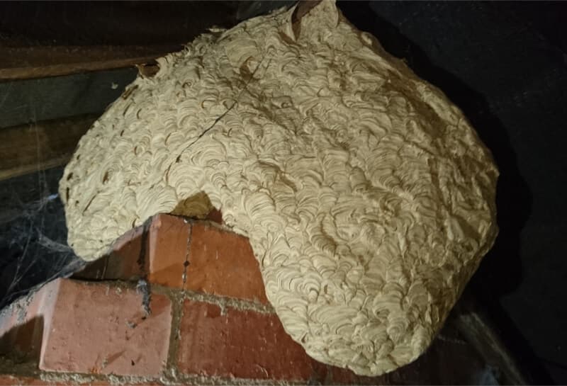Pest Control Nottingham