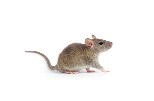 Nottingham Pest Control