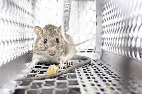 Rapid Response Pest Control