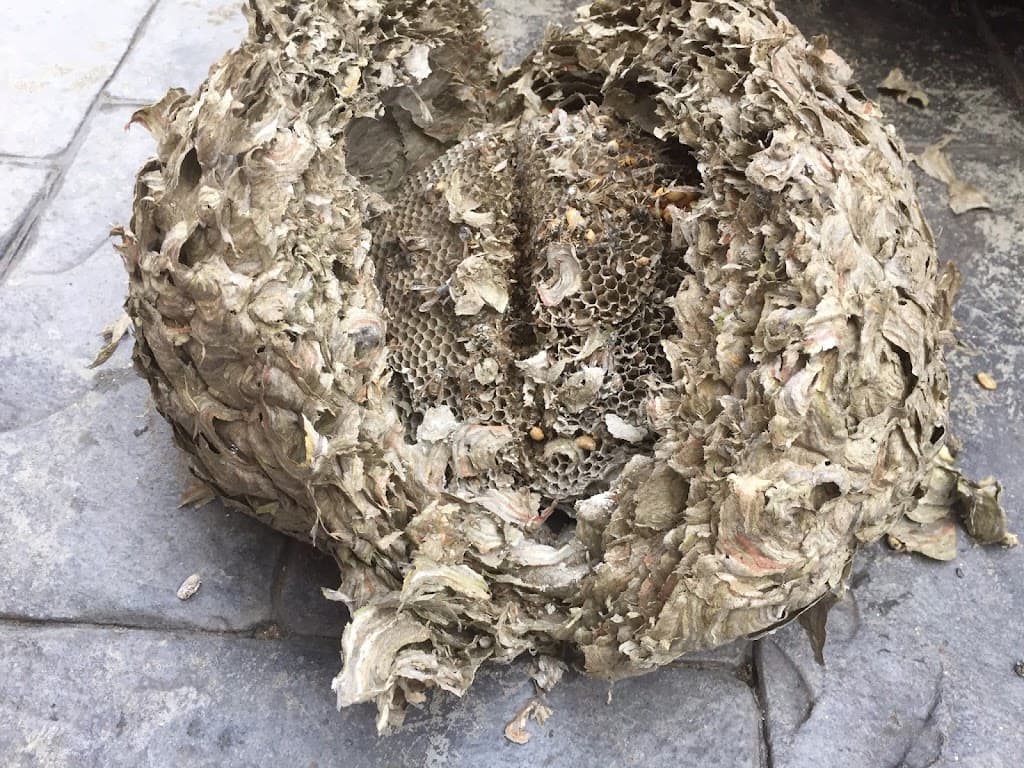 ACP Pest Control