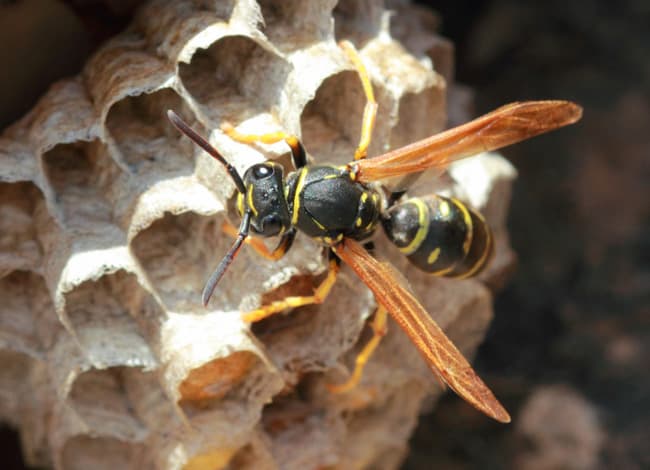 Anti-Pest Pest Prevention - Wolverhampton